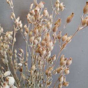 Droogbloemen "Silene Conica"