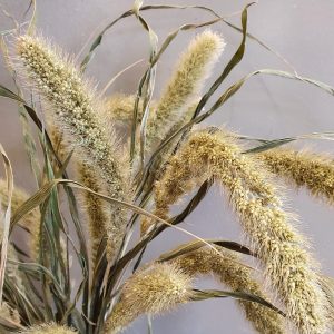 Droogbloemen "Setaria-naturel"