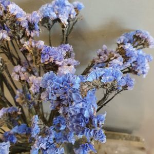 Droogbloemen "Statice blauw"