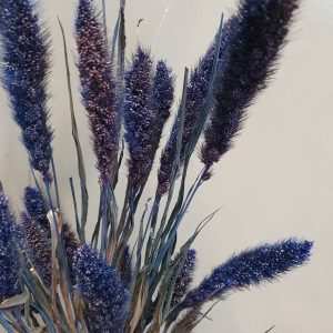 Droogbloemen "Setaria-blauw"